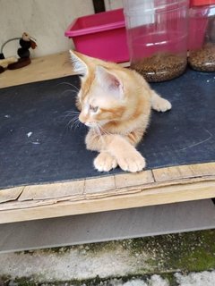 Honey - Domestic Short Hair + Calico Cat