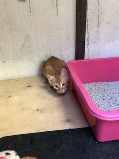 Honey - Domestic Short Hair + Calico Cat