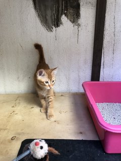 Honey - Domestic Short Hair + Calico Cat