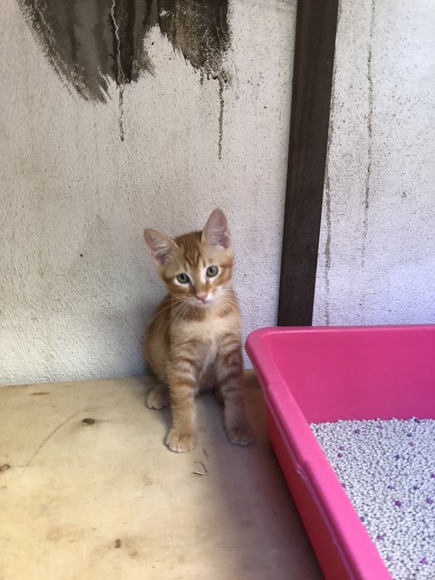 Honey - Domestic Short Hair + Calico Cat