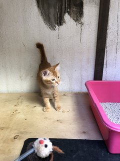 Honey - Domestic Short Hair + Calico Cat