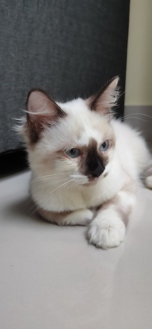 Boy - Domestic Medium Hair + Siamese Cat