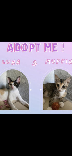 Luna &amp; Muffin - Domestic Short Hair Cat