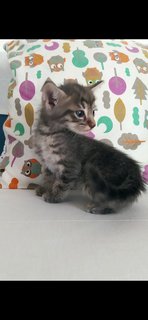 Grey Tabby - Domestic Medium Hair Cat