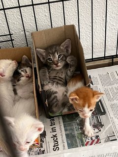 Grey Tabby - Domestic Medium Hair Cat