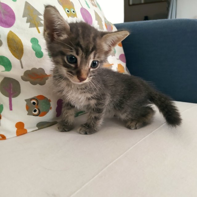 Grey Tabby - Domestic Medium Hair Cat