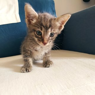 Grey Tabby - Domestic Medium Hair Cat