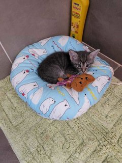 Grey Tabby - Domestic Medium Hair Cat