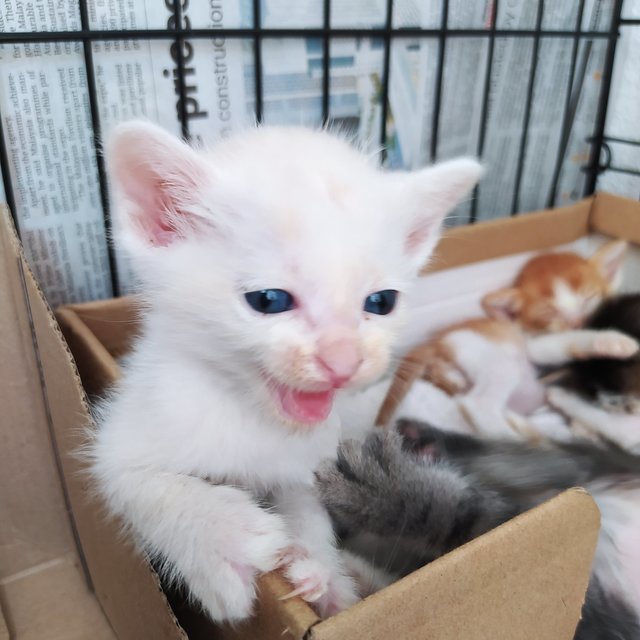 Snowpaw - Domestic Medium Hair Cat