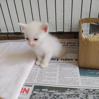 Snowpaw - Domestic Medium Hair Cat