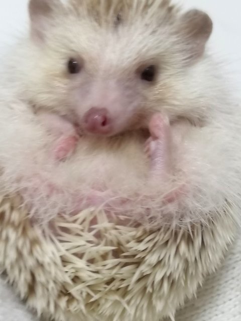 Dp - Hedgehog Small & Furry