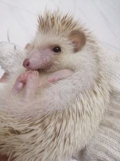 Dp - Hedgehog Small & Furry