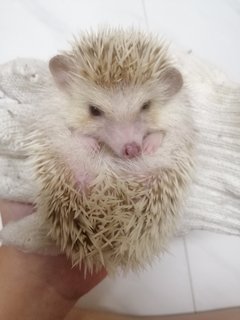 Dp - Hedgehog Small & Furry