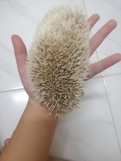 Dp - Hedgehog Small & Furry