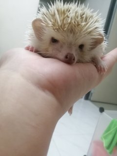 Dp - Hedgehog Small & Furry