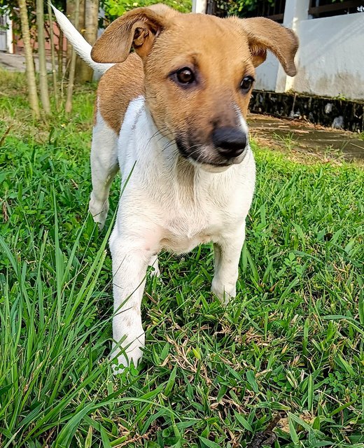 Amber  - Mixed Breed Dog