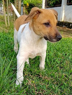 Amber  - Mixed Breed Dog