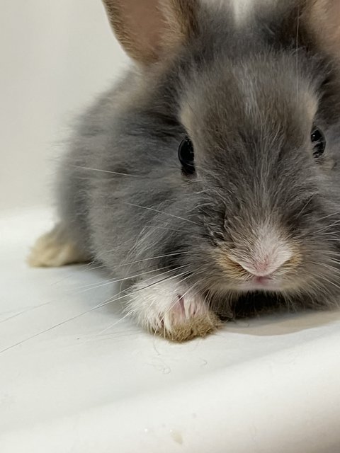 Angora Bunny 2 - Angora Rabbit Rabbit