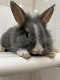 Angora Bunny 2 - Angora Rabbit Rabbit