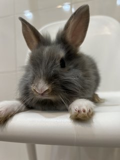 Angora Bunny 2 - Angora Rabbit Rabbit