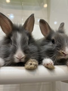 Angora Bunny 2 - Angora Rabbit Rabbit