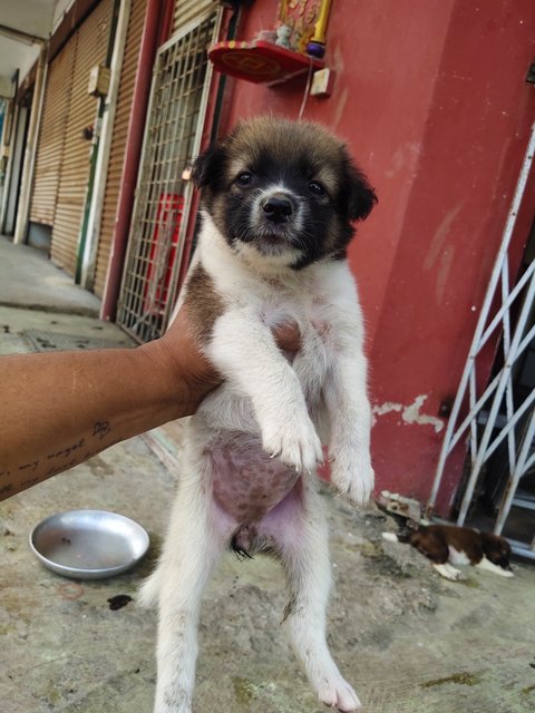 Mixx Puppies - Mixed Breed Dog