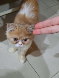 Michi - Persian Cat