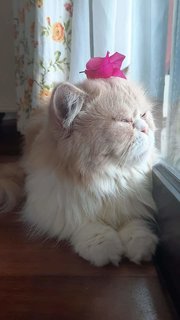 Michi - Persian Cat