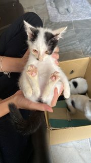 Moley And Peppa - Domestic Short Hair Cat