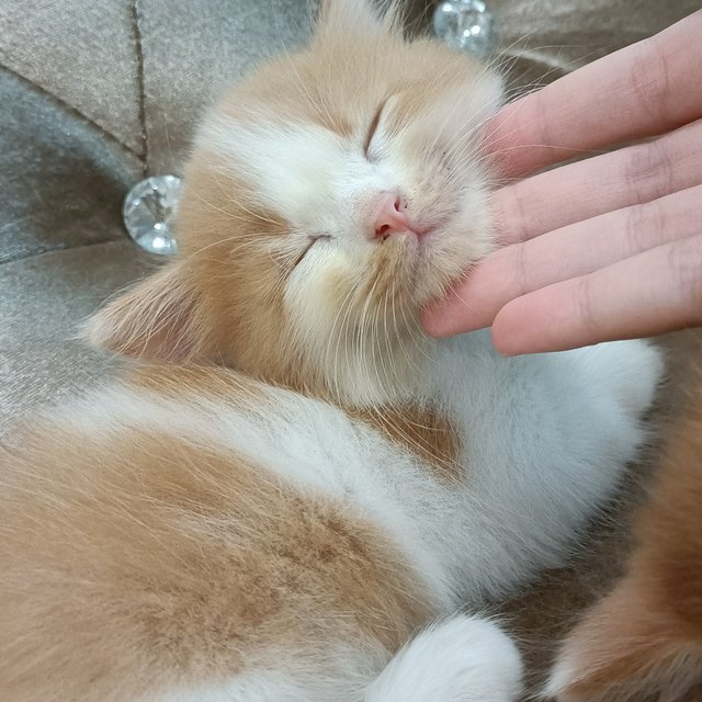 Rocky - Persian + Domestic Medium Hair Cat