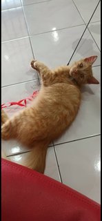 Pikachu - Domestic Long Hair Cat