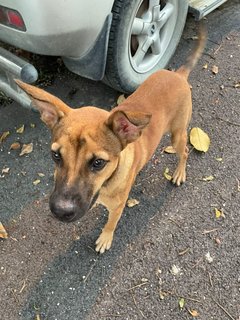 Boxer - Mixed Breed Dog