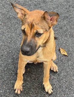 Boxer - Mixed Breed Dog