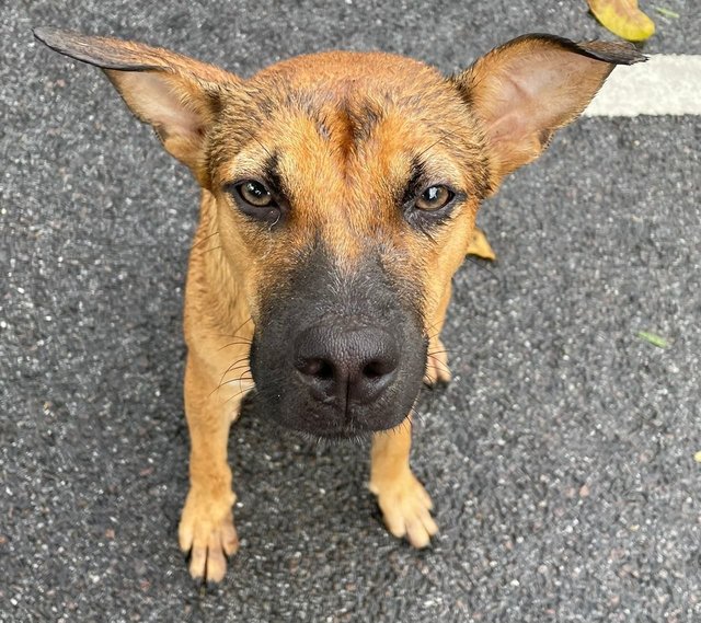 Boxer - Mixed Breed Dog