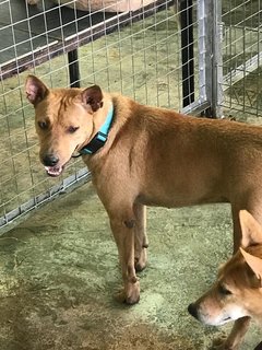 Group - Mixed Breed Dog