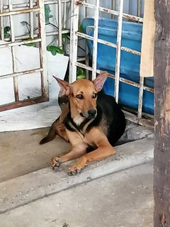 Group - Mixed Breed Dog