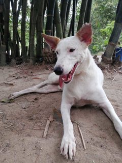 Group - Mixed Breed Dog