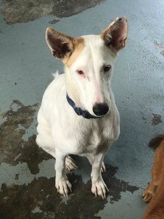 Group - Mixed Breed Dog