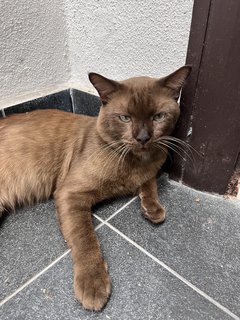 Mr Bron - Domestic Short Hair Cat