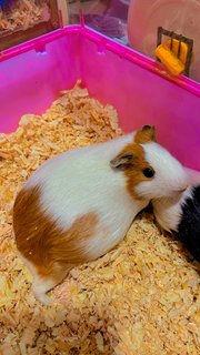 Guinea Pig American - Guinea Pig Small & Furry