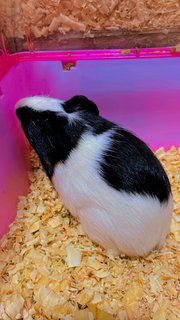 Guinea Pig American - Guinea Pig Small & Furry