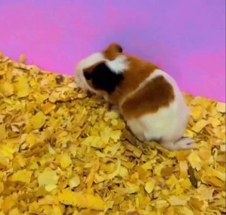 Guinea Pig American - Guinea Pig Small & Furry