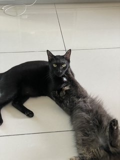 Ali - Domestic Short Hair + Domestic Medium Hair Cat