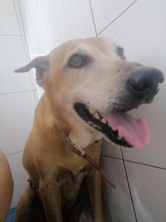 Gina - Mixed Breed Dog