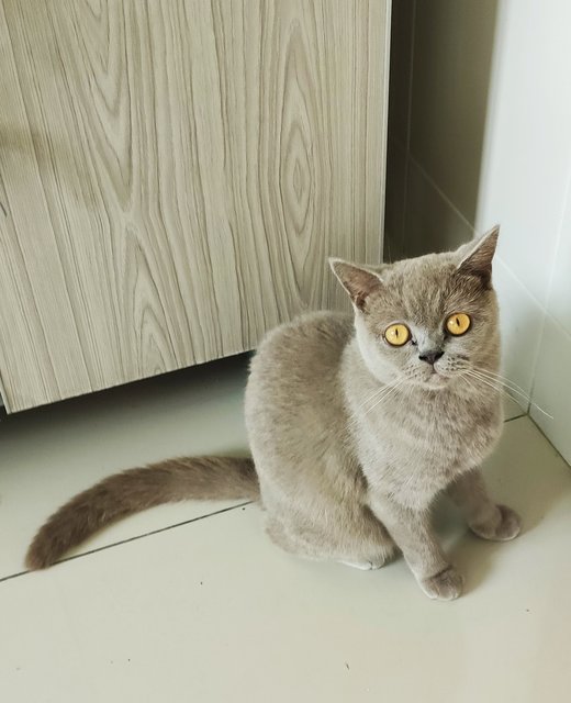 Boonie - British Shorthair Cat