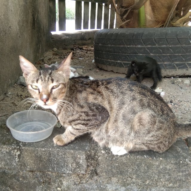 Meow And 5 Kitten - Domestic Medium Hair + Domestic Short Hair Cat