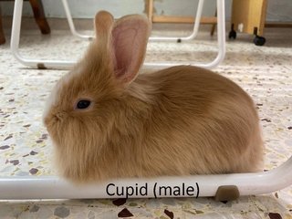 3 Teddy Mix Babies For Adoption - Bunny Rabbit + Lionhead Rabbit