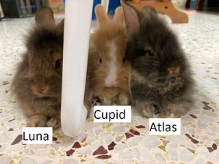 3 Teddy Mix Babies For Adoption - Bunny Rabbit + Lionhead Rabbit