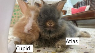 3 Teddy Mix Babies For Adoption - Bunny Rabbit + Lionhead Rabbit