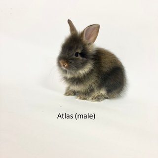 3 Teddy Mix Babies For Adoption - Bunny Rabbit + Lionhead Rabbit